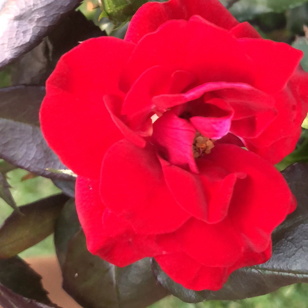 Meet your Posher, Wei